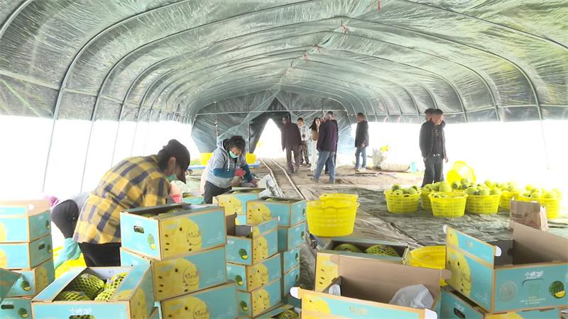 东台西瓜抢“鲜”上市，冲到 7 元 / 斤