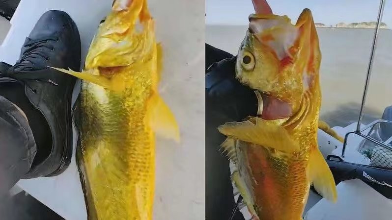 浙江一游客钓上来价值过万的野生大黄鱼！