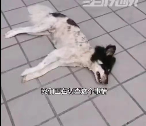 绵阳一女士投放毒药致使流浪动物死亡！