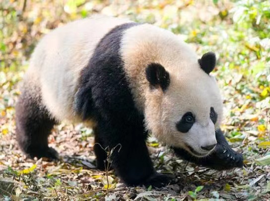 宝新离世！游客回忆最后一次见到宝新