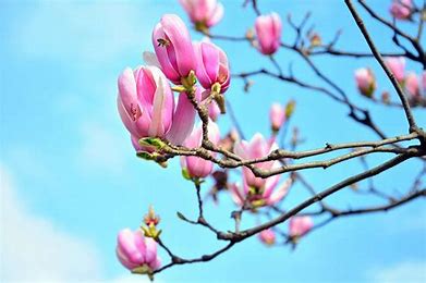 特意来杭赏花，差点“毁容” 医生：罪魁祸首是它