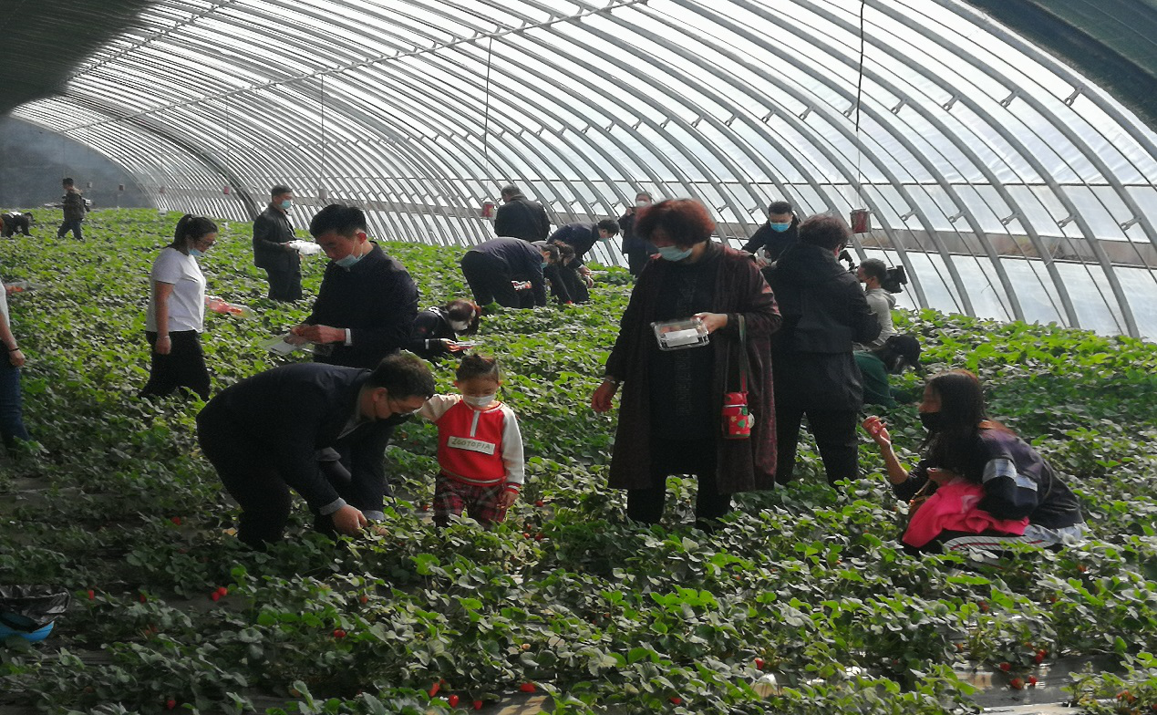 “五一”假期走进武清都市型农业温室大棚采摘果蔬