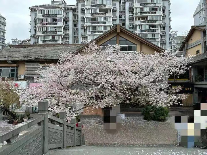 手写道歉信！网红团队反复摇晃杭州百年樱花树