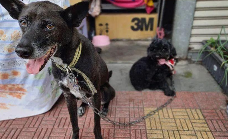 奇葩邻居拿一团白毛要说法，叫来两只狗后却沉默了