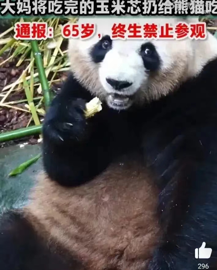 最新！大妈被终身禁止参观竟是因为喂熊猫吃玉米